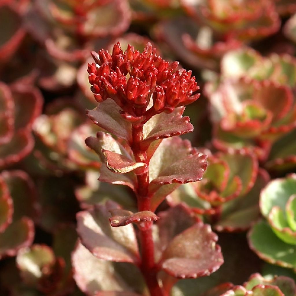 Sedum spurium Fuldaglut - Orpin