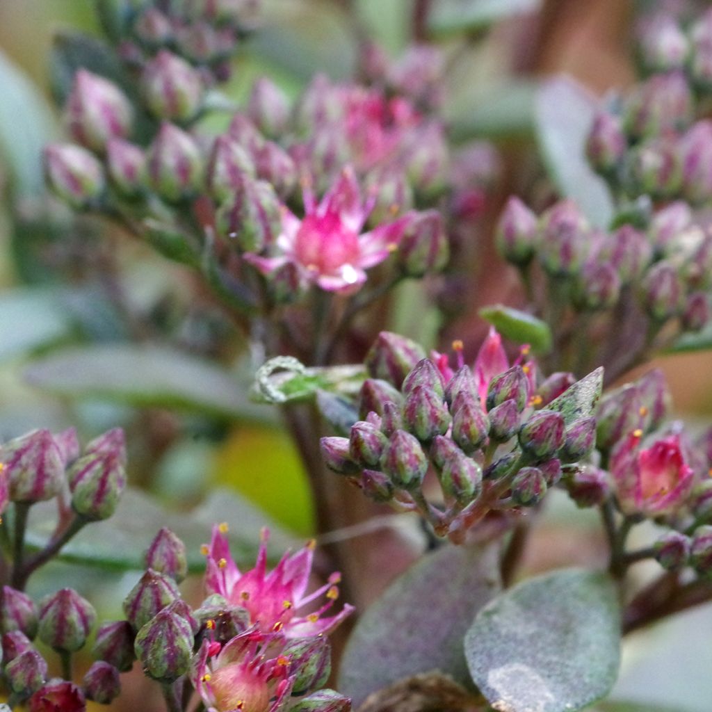 Sedum x Orostachys SunSparkler Blue Elf - Sedoro, Opin hybride