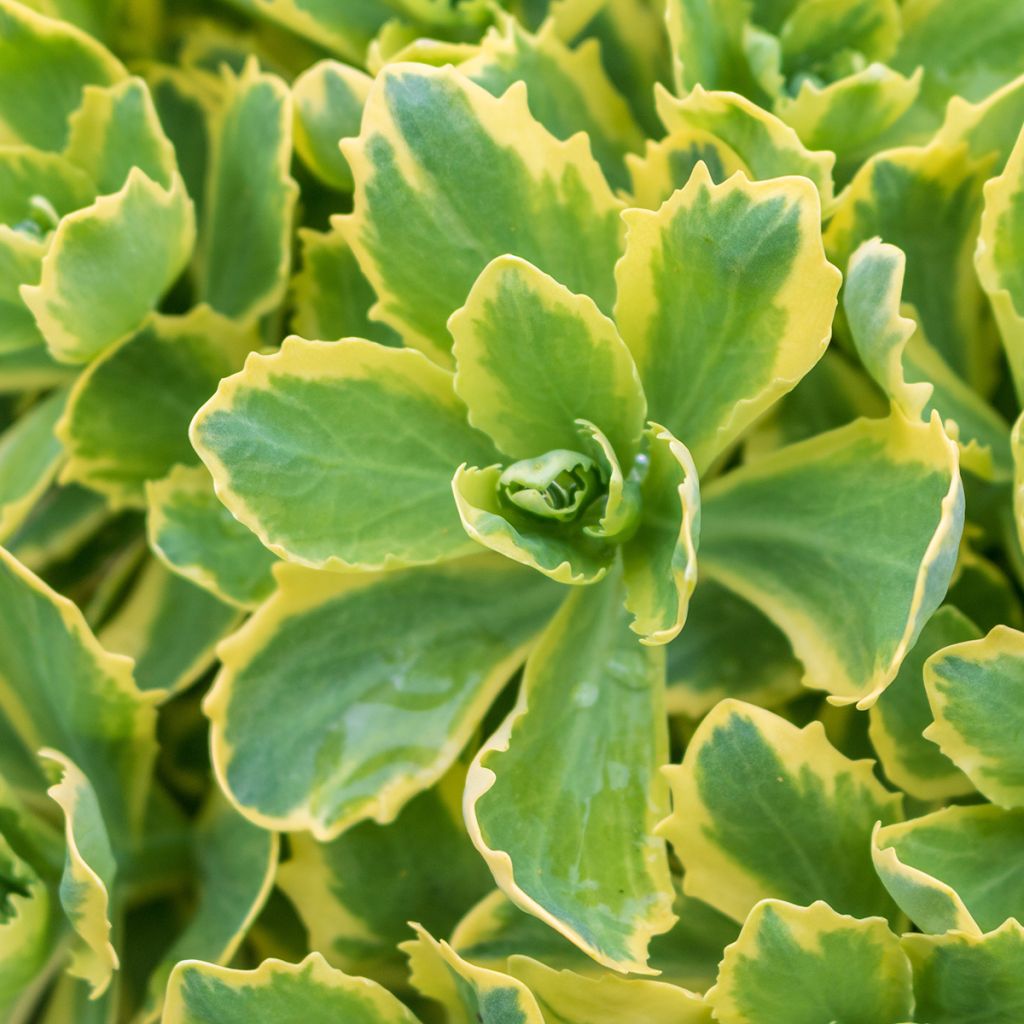 Sedum x Lajos (telephium) Autumn Charm (Hylotelephium)