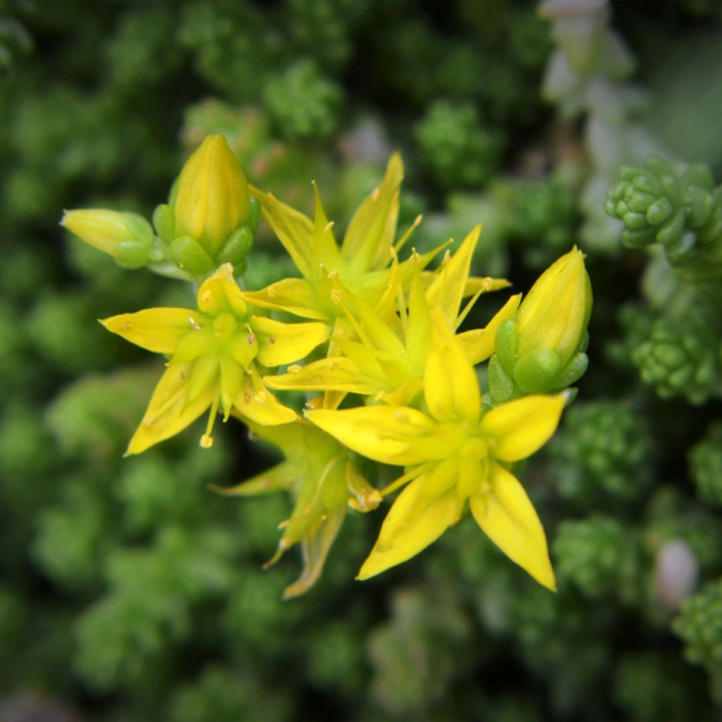 Graines de Sedum acre - Orpin jaune
