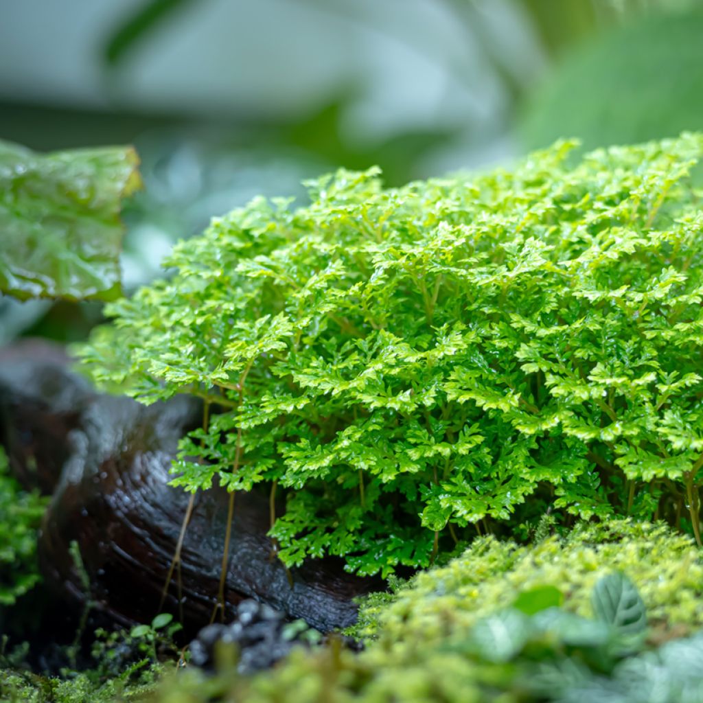 Selaginella apoda