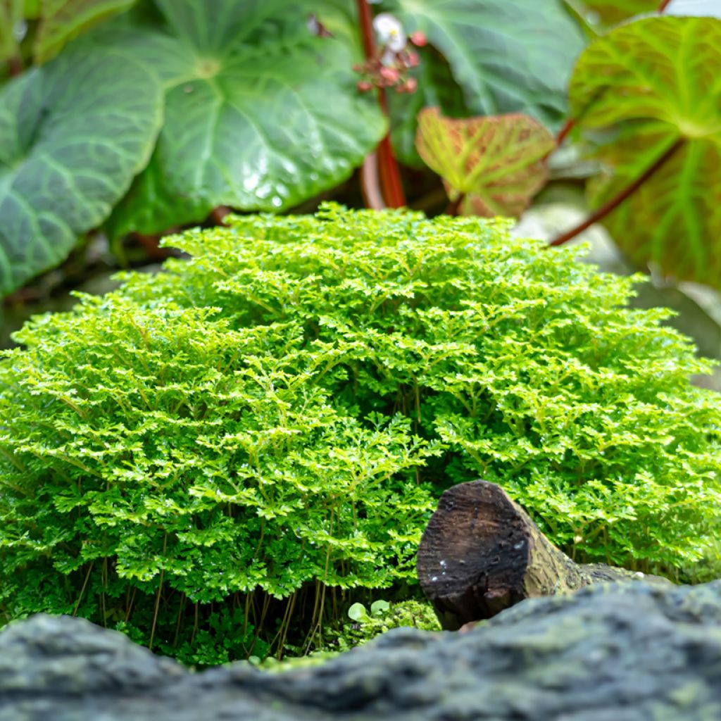Selaginella apoda
