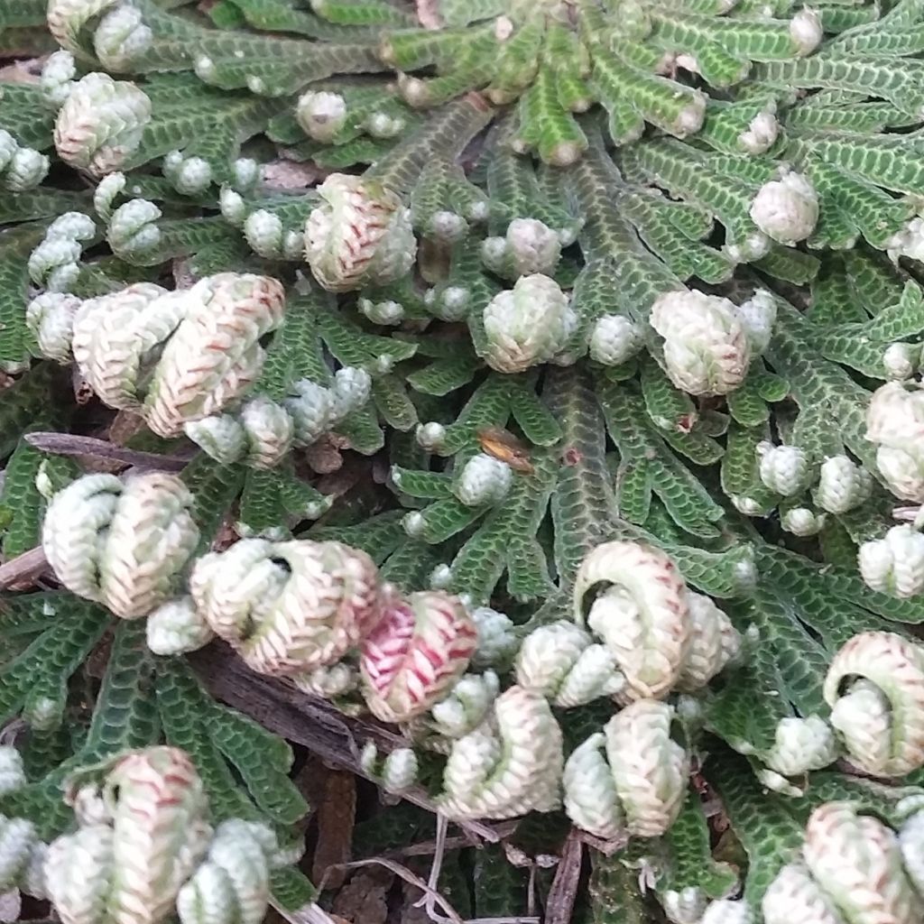 Rose de Jericho - Selaginella lepidophylla