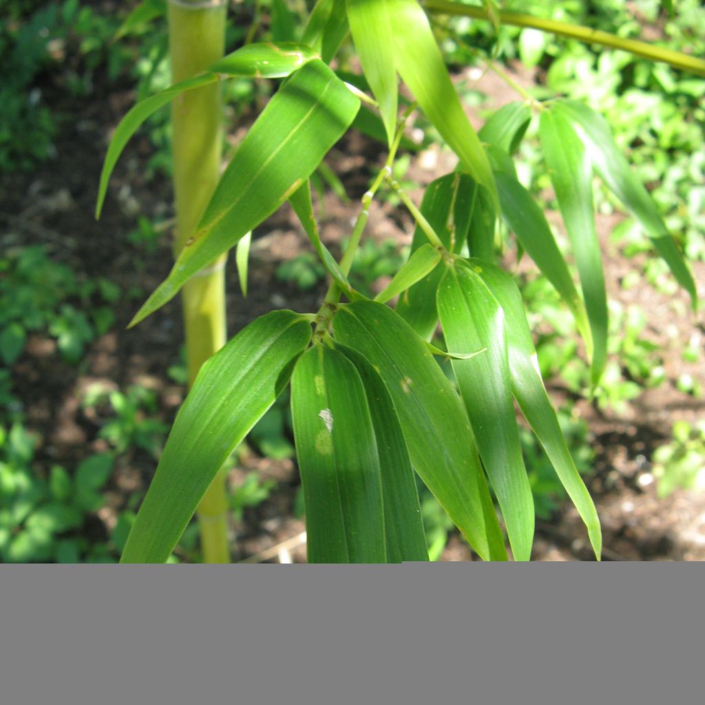 Semiarundinaria fastuosa