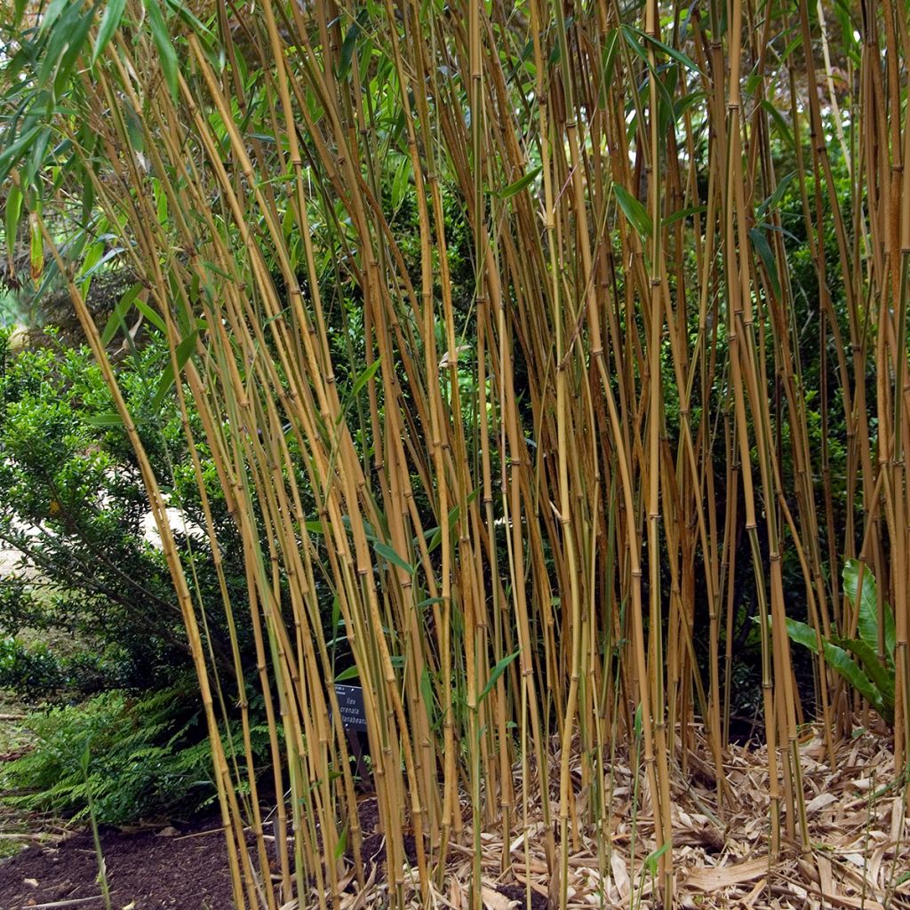 Semiarundinaria yashadake Kimmei - Bambou moyen