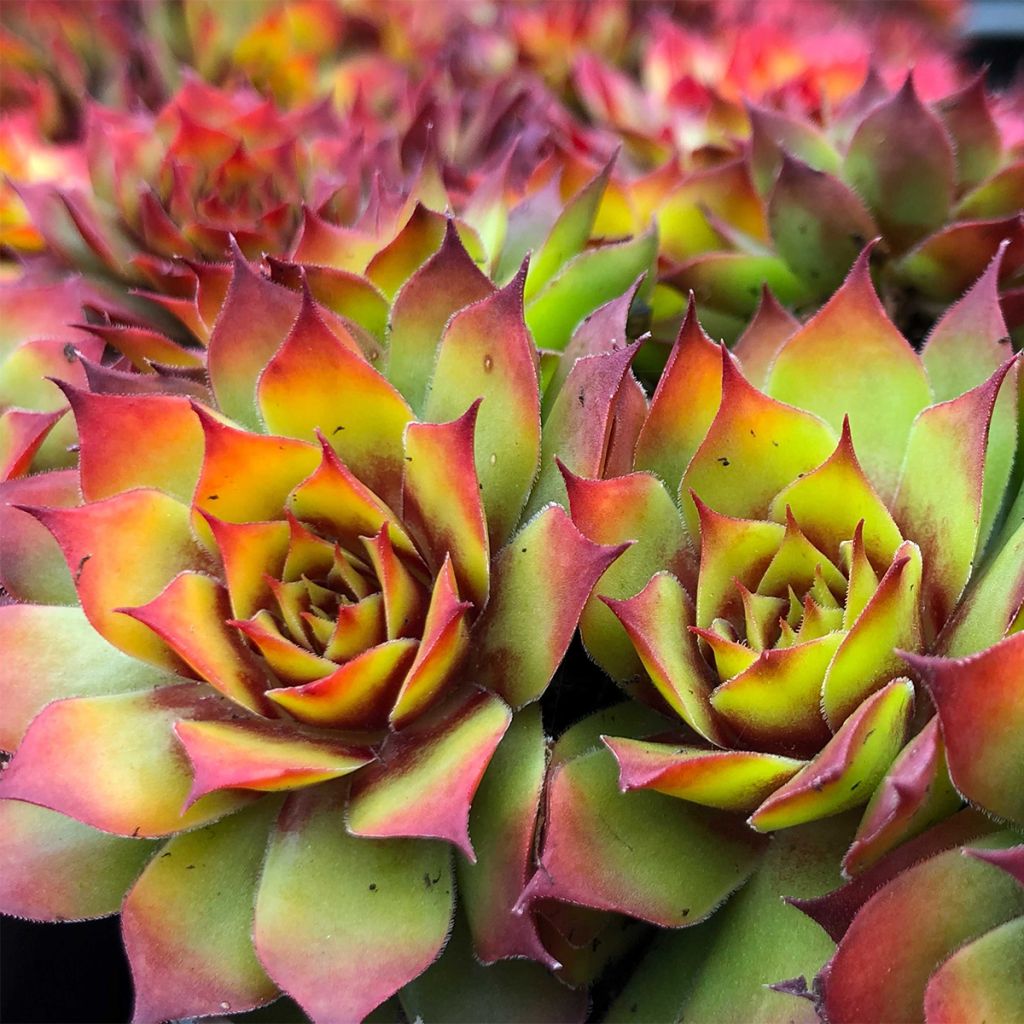 Sempervivum Chick Charms Gold Nugget - Joubarbe