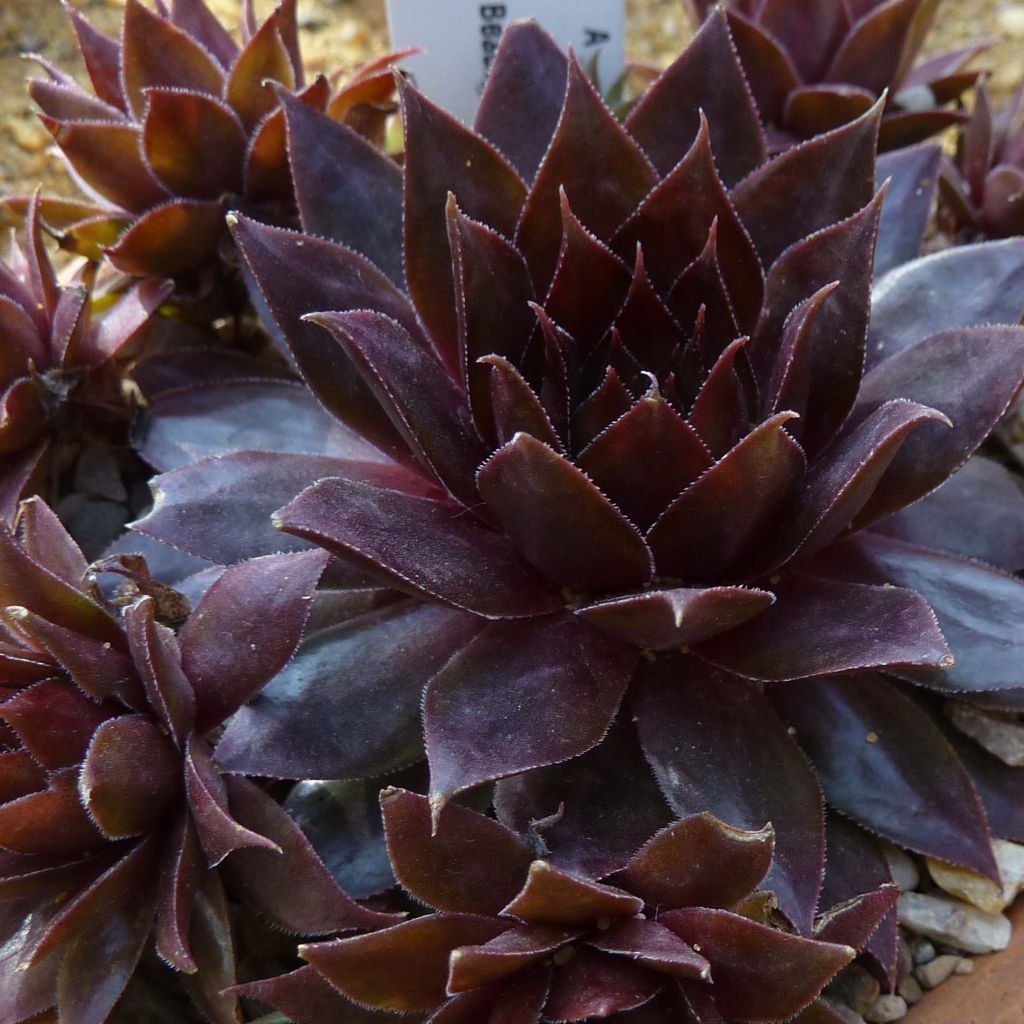 Sempervivum Dark Beauty - Joubarbe pourpre foncé