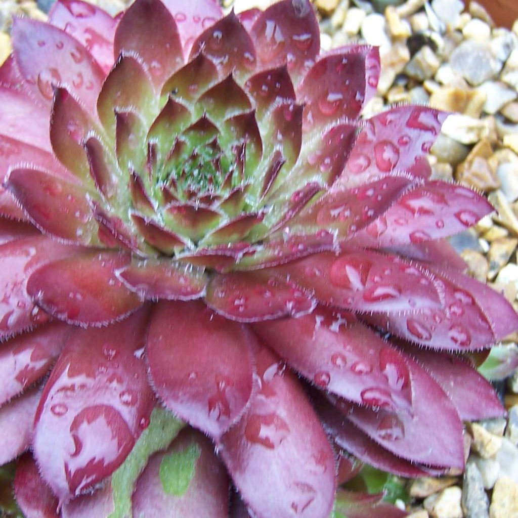 Sempervivum Rubin - Joubarbe pourpre clair