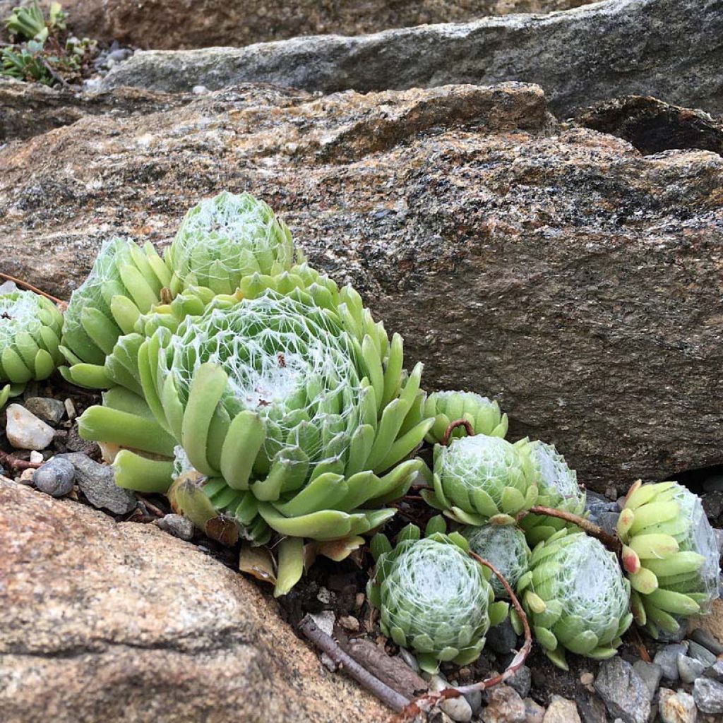 Sempervivum arachnoideum - Joubarbe à toile d'araignée