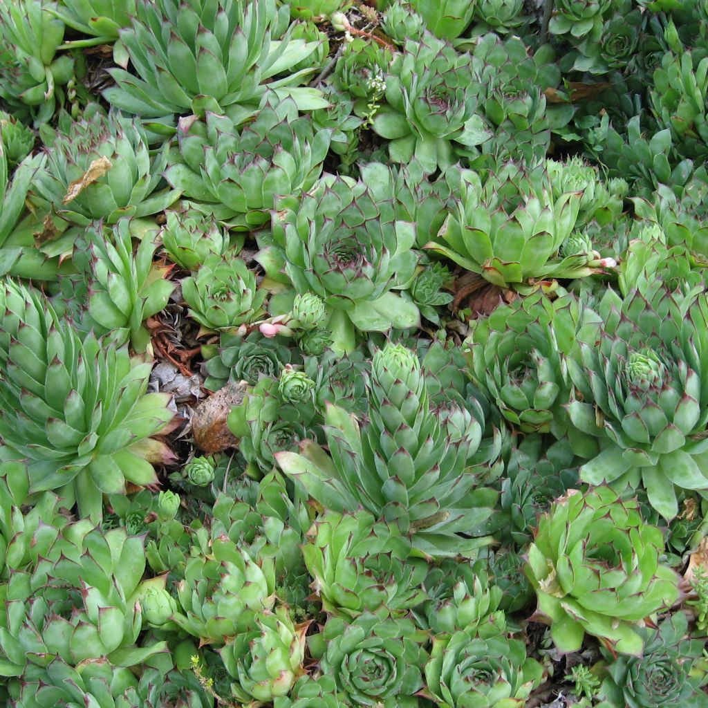 Sempervivum tectorum - Joubarbe des toits