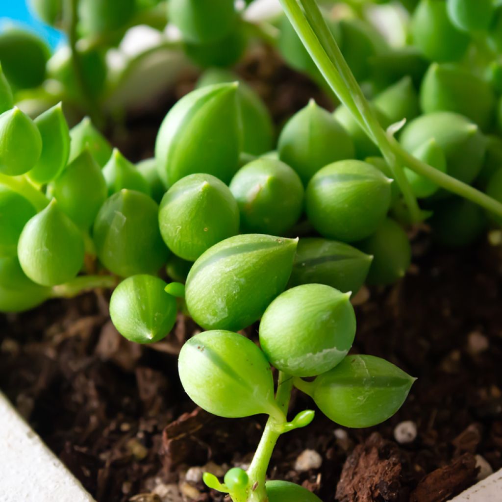 Senecio herreianus - Collier de perles
