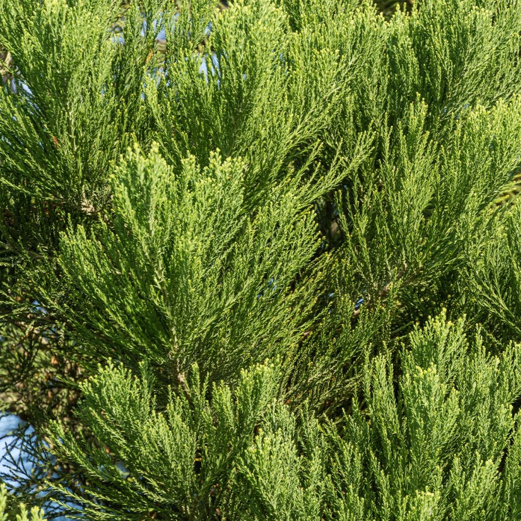 Séquoia géant - Sequoiadendron giganteum Greenpeace