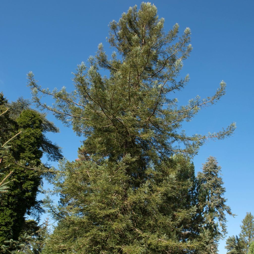 Sequoia sempervirens Adpressa - Séquoia nain panaché
