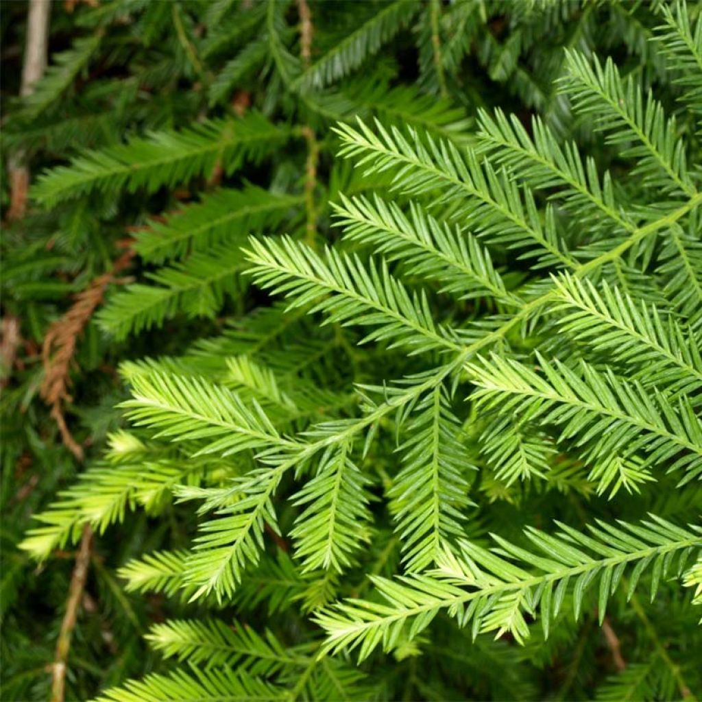Sequoia sempervirens - Séquoia à feuilles d'If pot de 4L