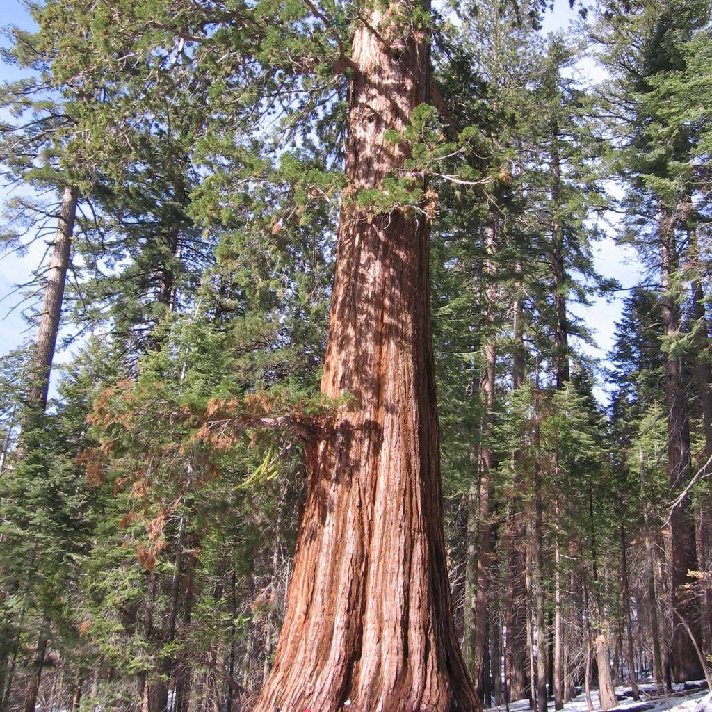 Sequoiadendron giganteum - Séquoia géant 