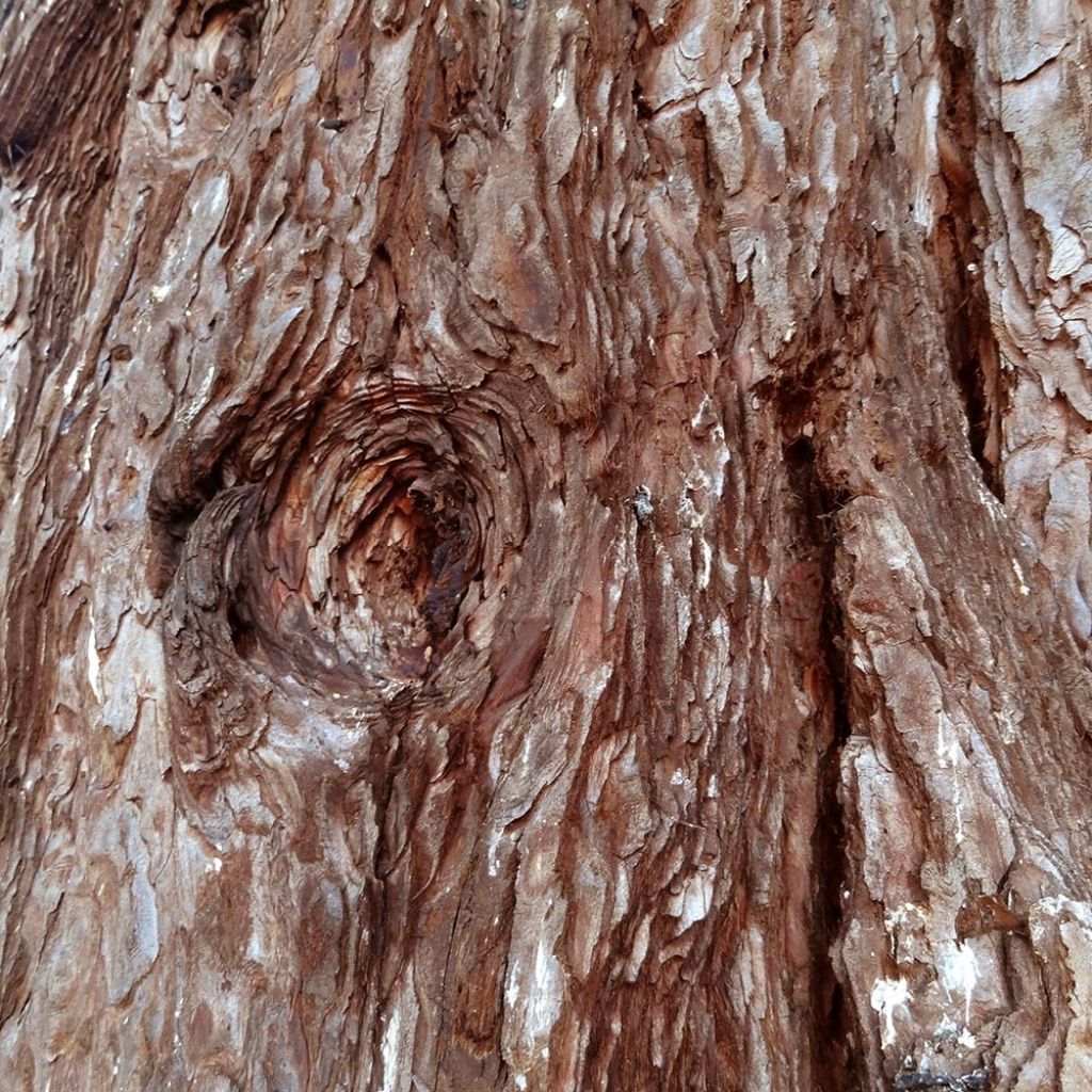 Sequoiadendron giganteum Pendulum - Séquoia géant pleureur