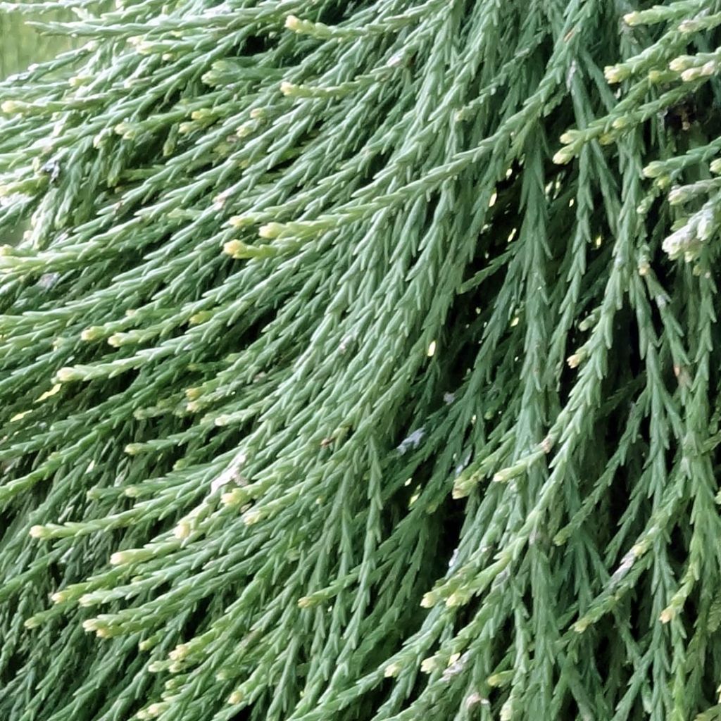 Sequoiadendron giganteum Pendulum - Séquoia géant pleureur