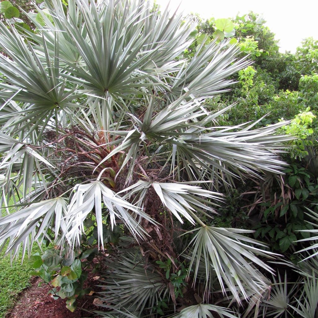 Serenoa repens Silver - Palmier de Floride