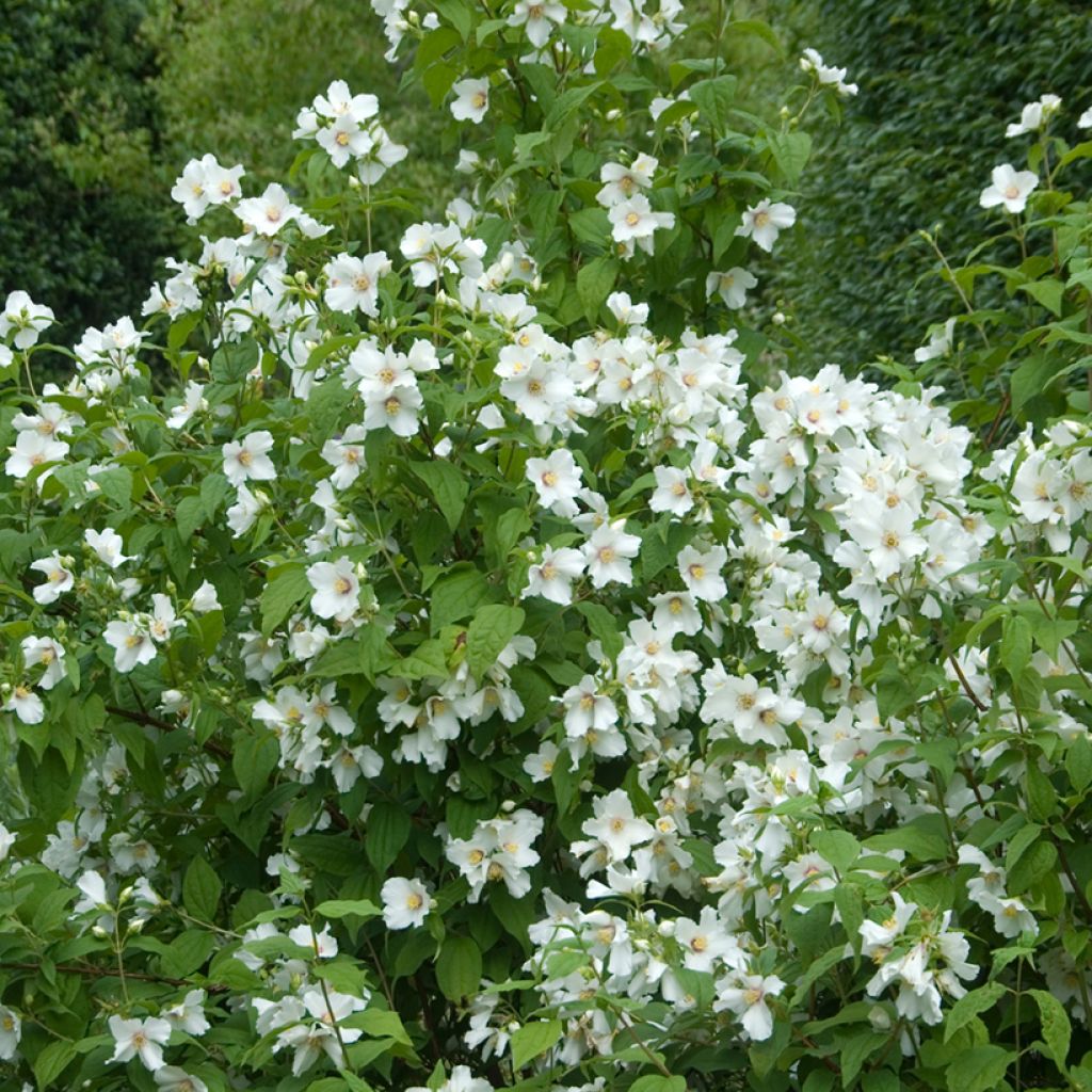 Seringat - Philadelphus Beauclerk