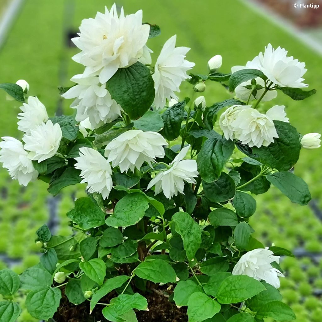 Seringat - Philadelphus Pearls of Perfume