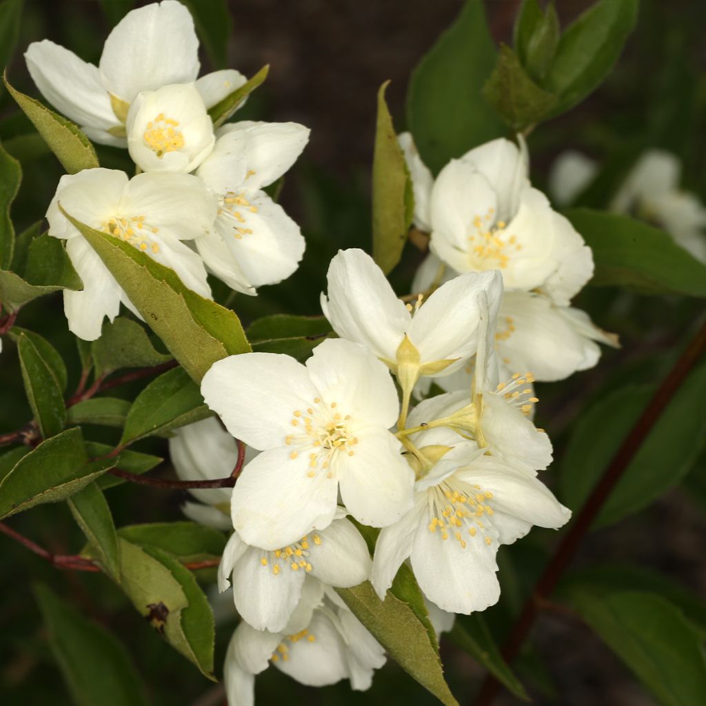 Seringat de Pékin - Philadelphus pekinensis