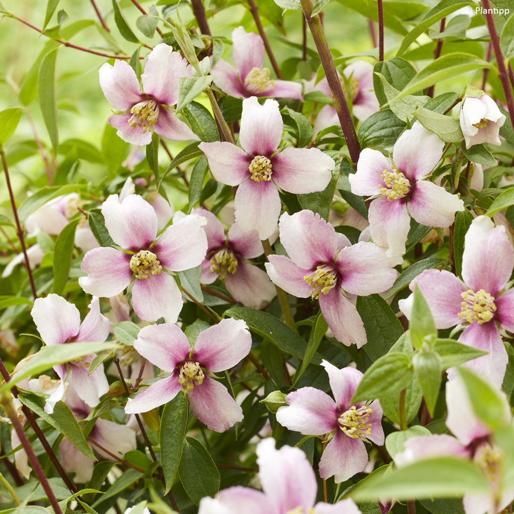 Seringat des jardins - Philadelphus Petite Perfume Pink