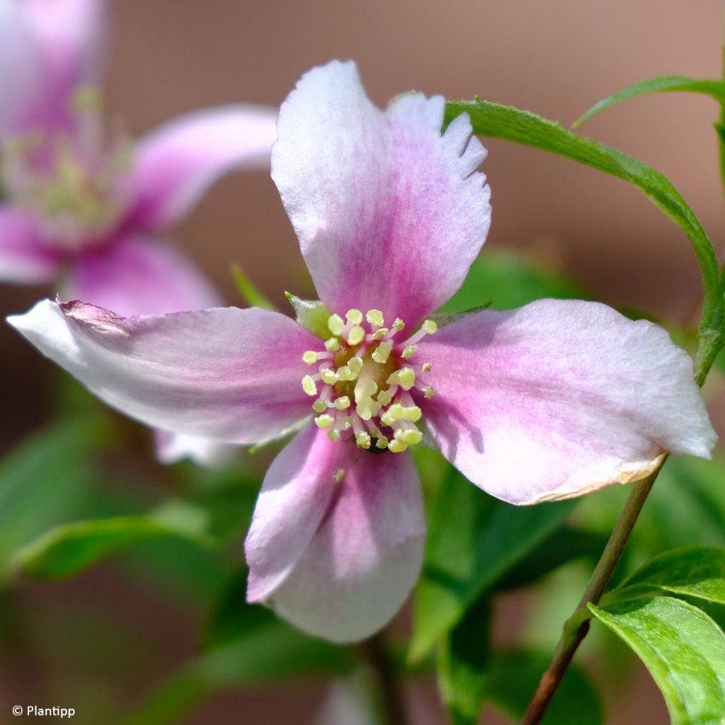 Seringat des jardins - Philadelphus Petite Perfume Pink