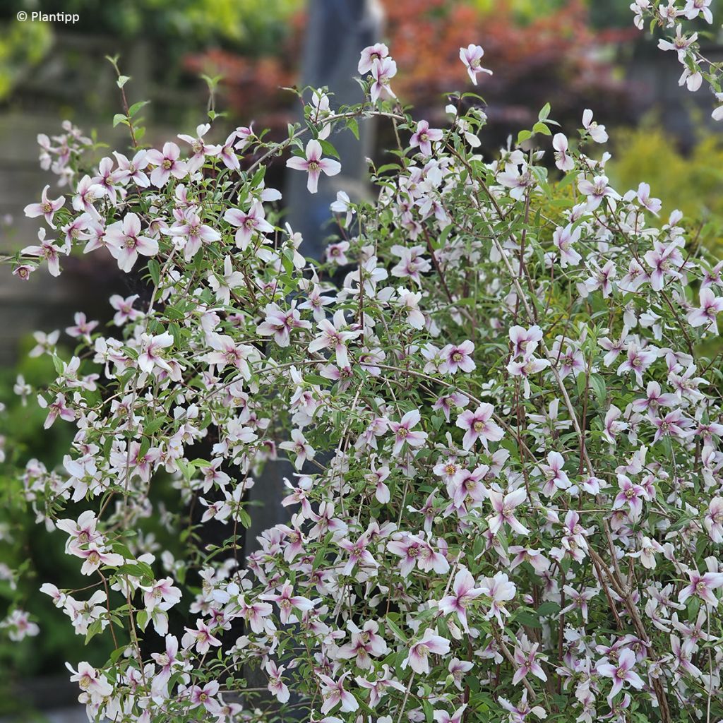 Seringat des jardins - Philadelphus Petite Perfume Pink