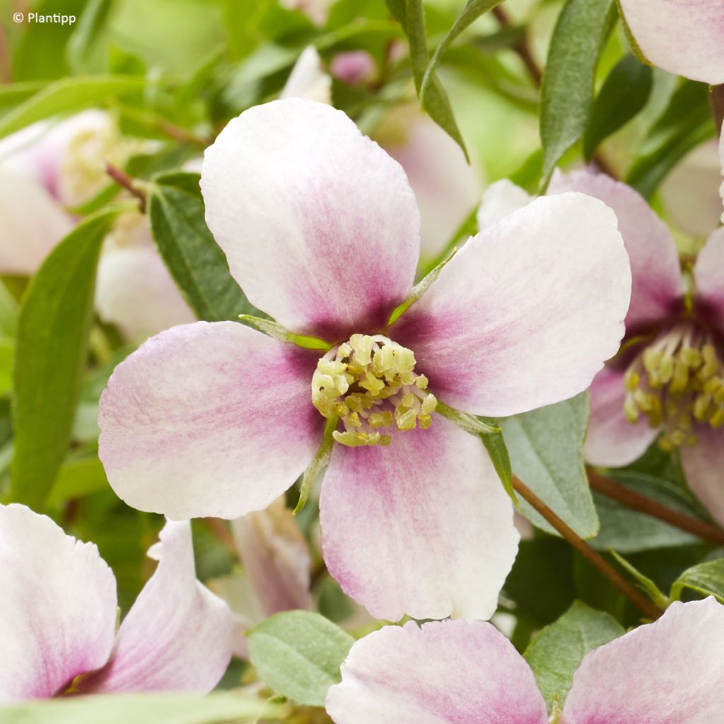 Seringat des jardins - Philadelphus Petite Perfume Pink