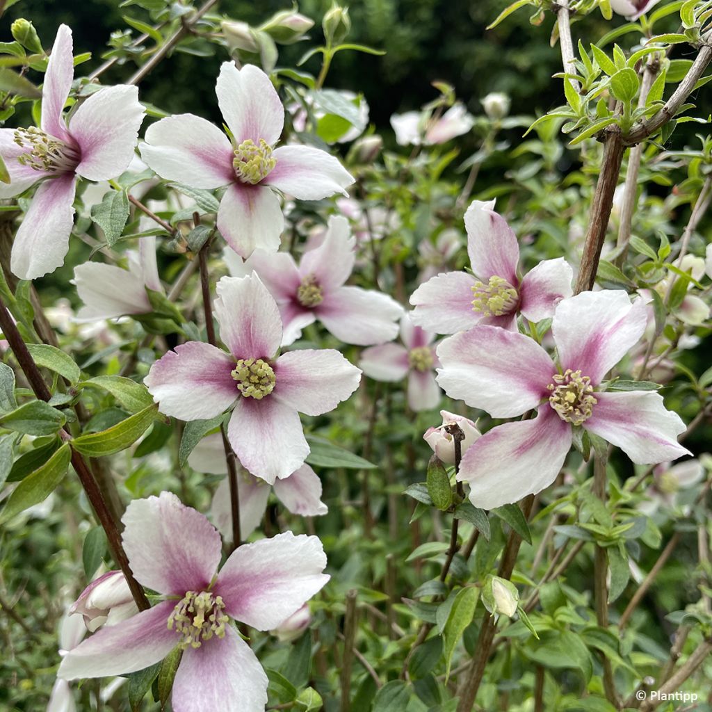 Seringat des jardins - Philadelphus Petite Perfume Pink