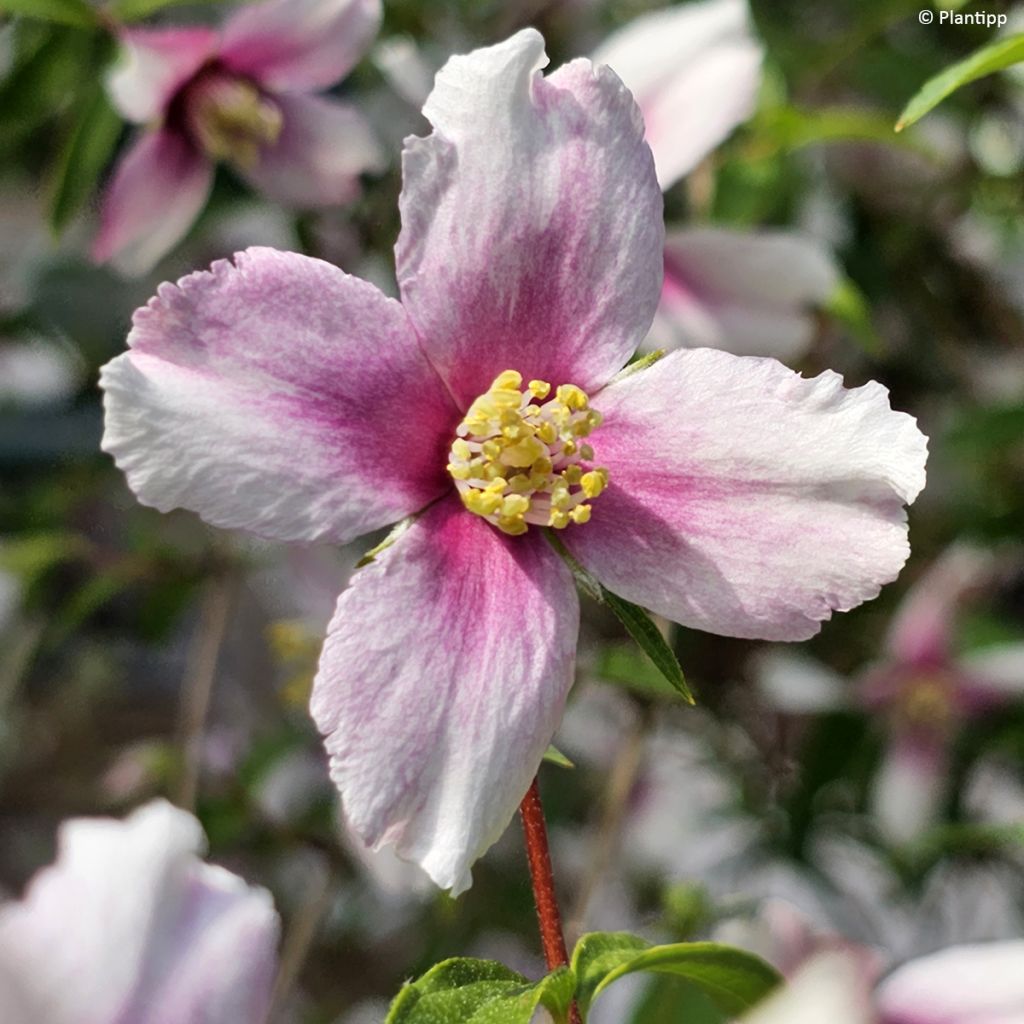 Seringat des jardins - Philadelphus Petite Perfume Pink