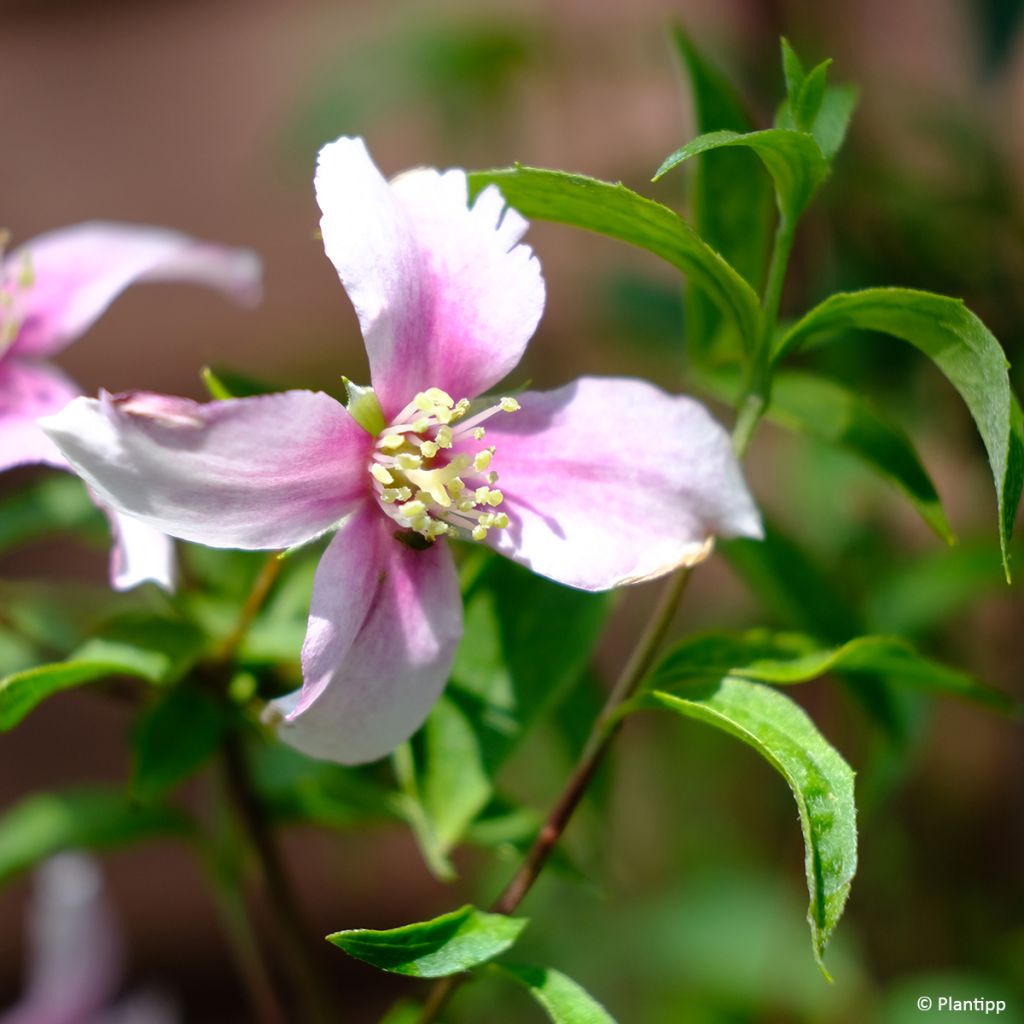 Seringat des jardins - Philadelphus Petite Perfume Pink