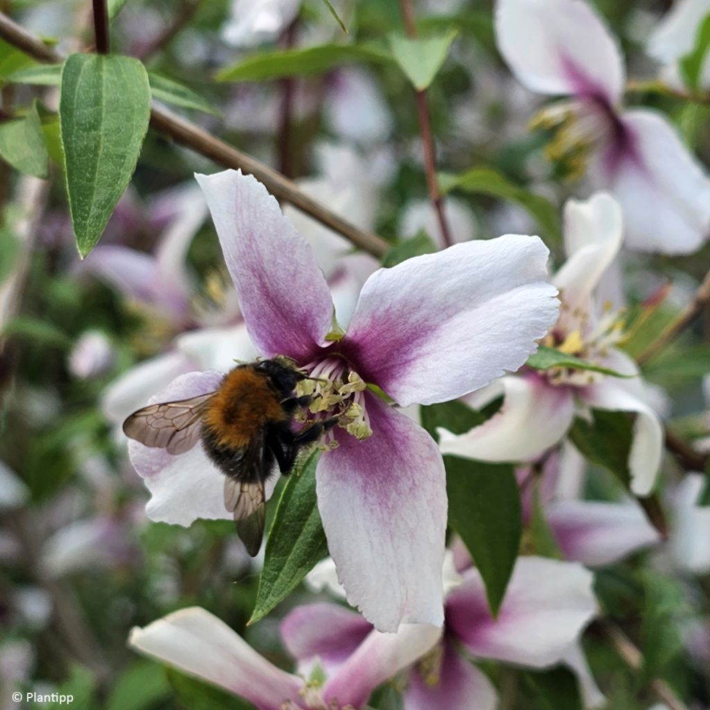 Seringat des jardins - Philadelphus Petite Perfume Pink