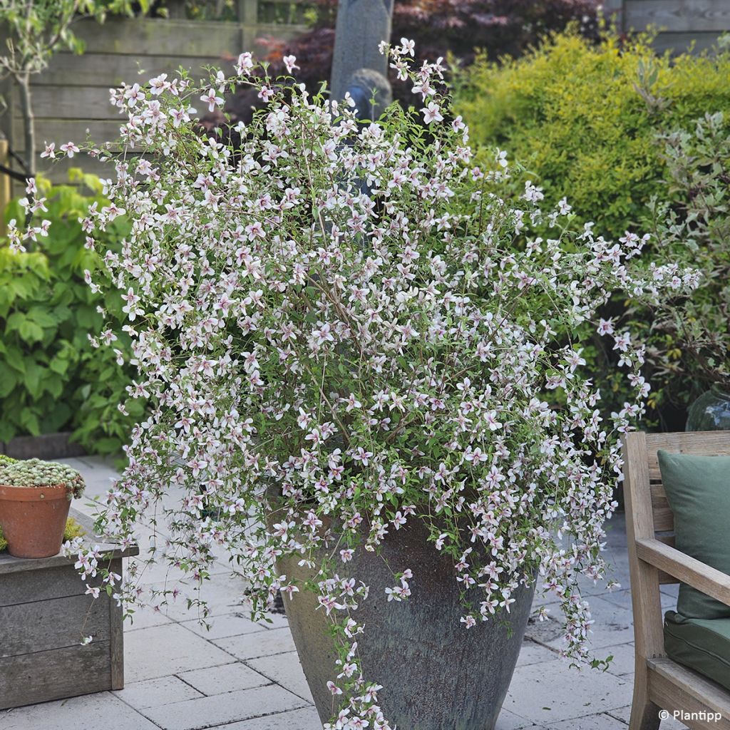 Seringat des jardins - Philadelphus Petite Perfume Pink