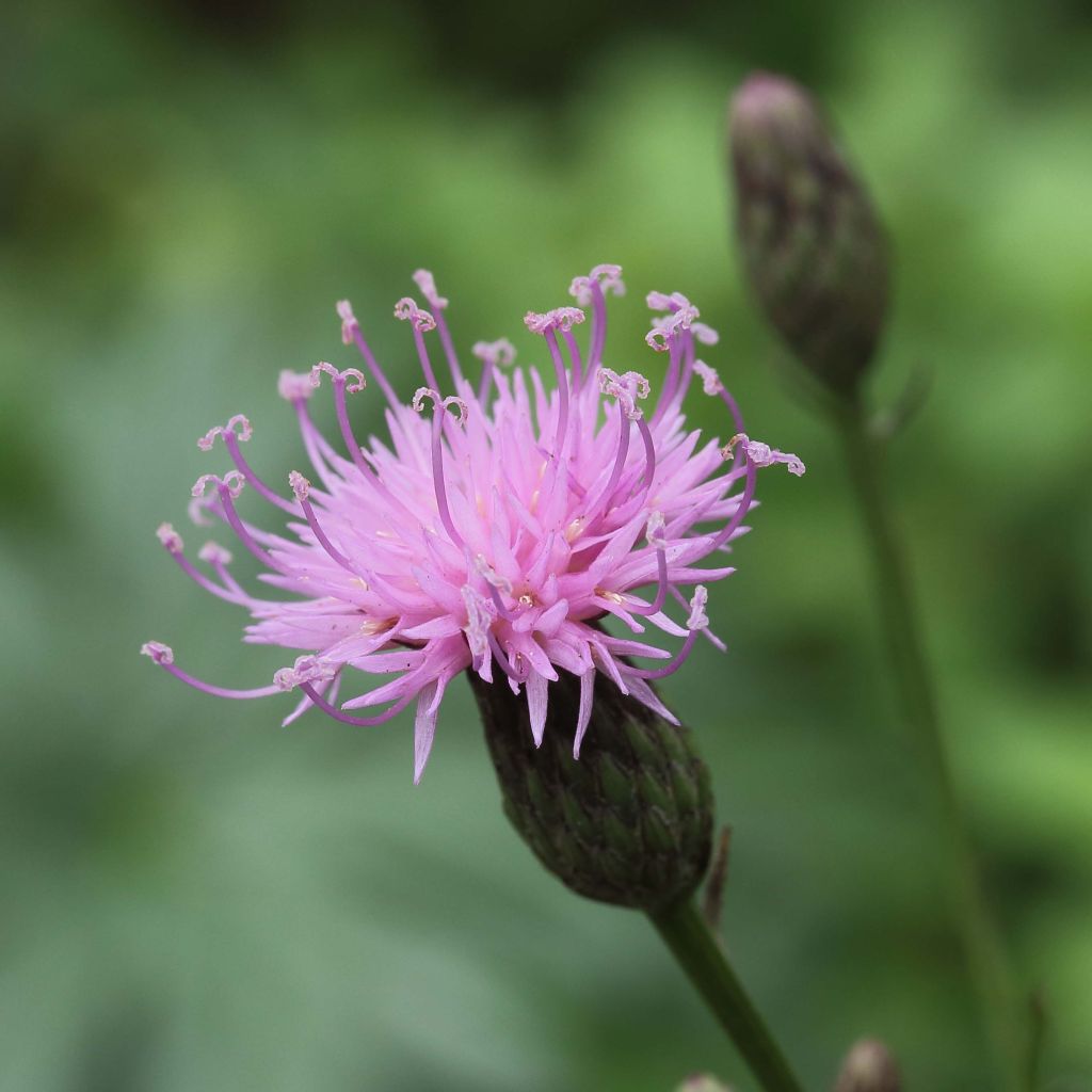 Serratula seoanei - Serratule de Seoane