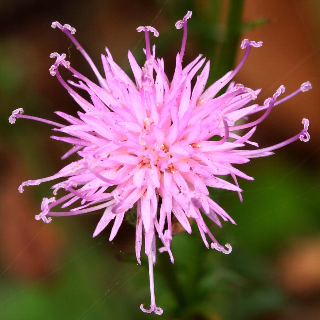 Serratula seoanei - Serratule de Seoane