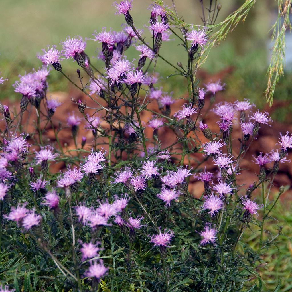 Serratula seoanei - Serratule de Galice