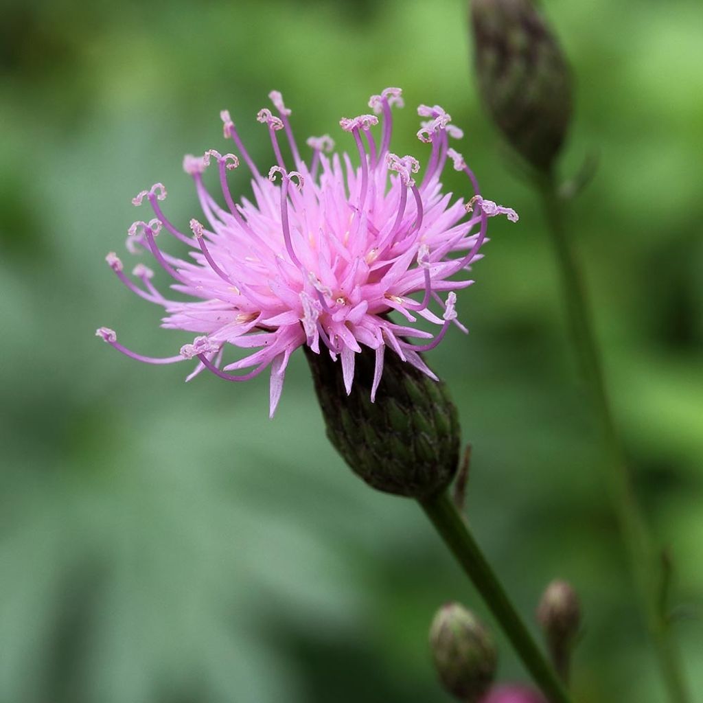 Serratula seoanei - Serratule de Galice