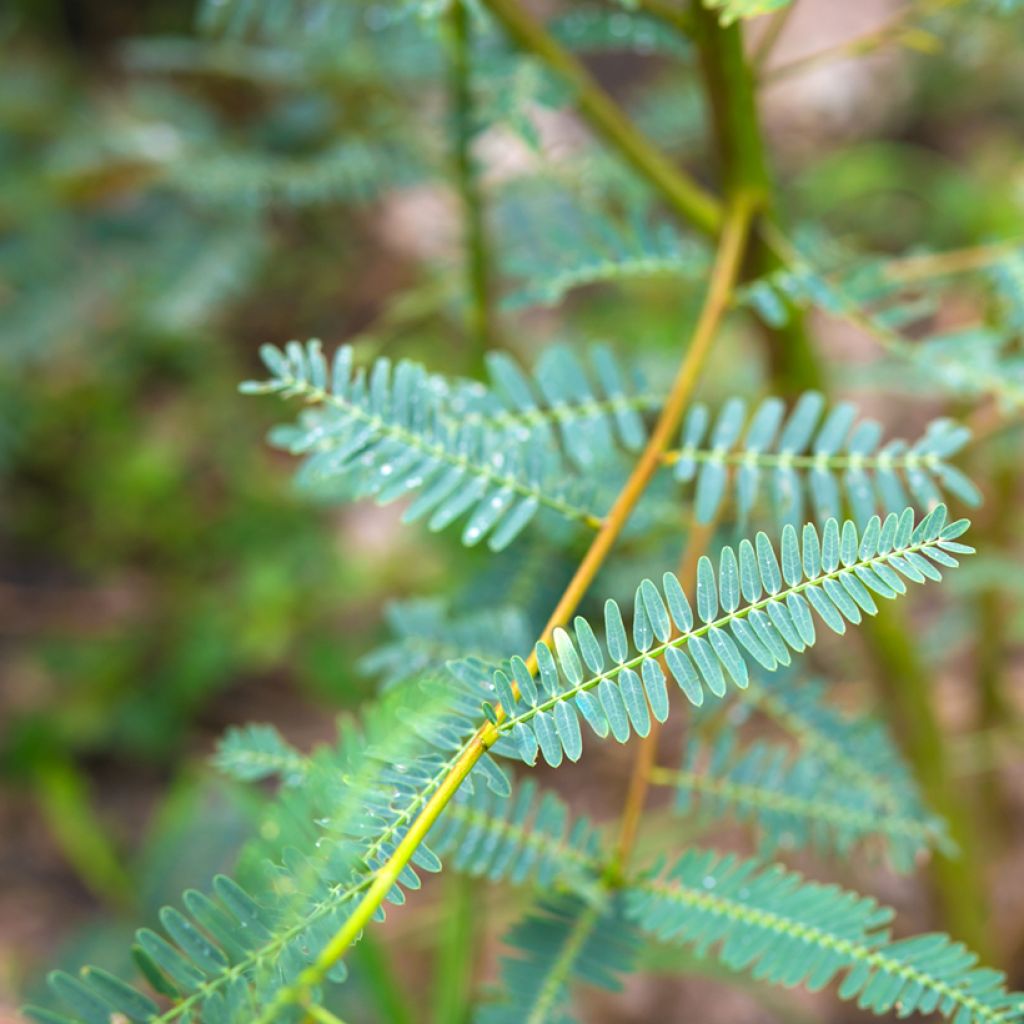 Sesbania javanica - Sesbanie de Java