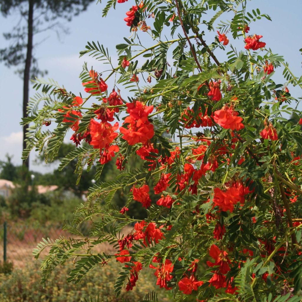 Sesbania punicea - Flamboyant d'Hyères