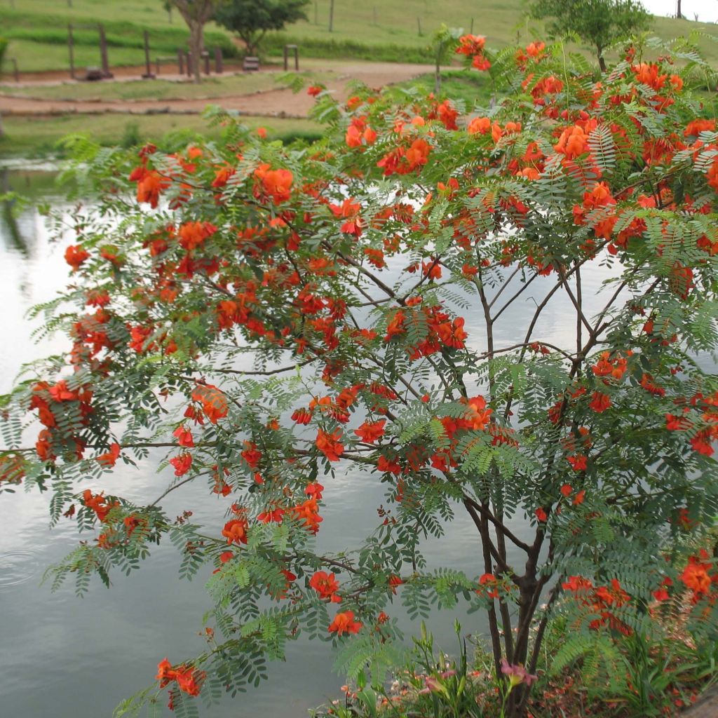 Sesbania punicea - Flamboyant d'Hyères