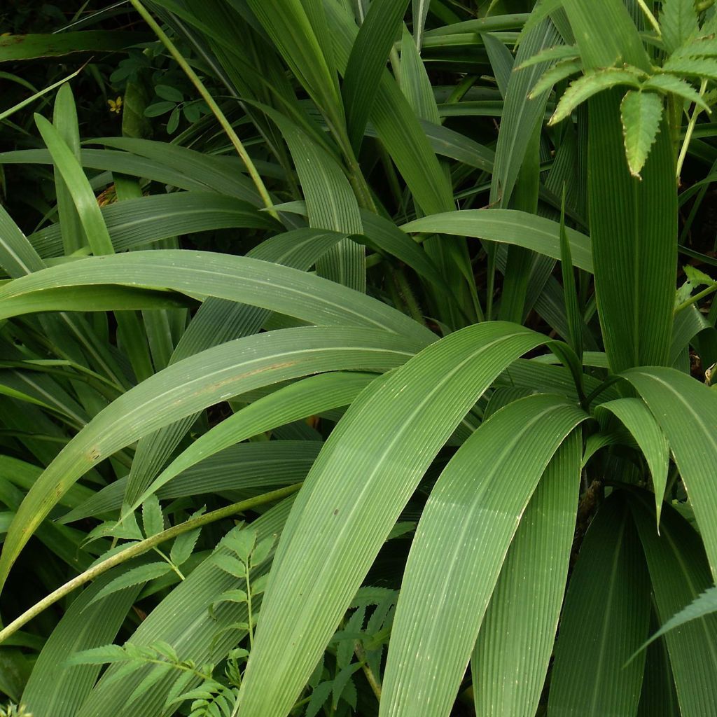 Setaria palmifolia - Herbe-palmier