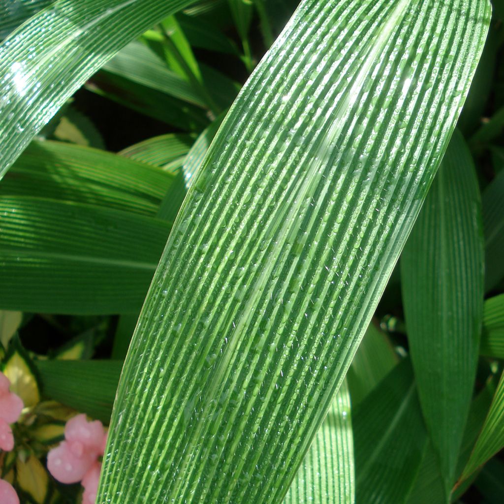 Setaria palmifolia - Herbe-palmier