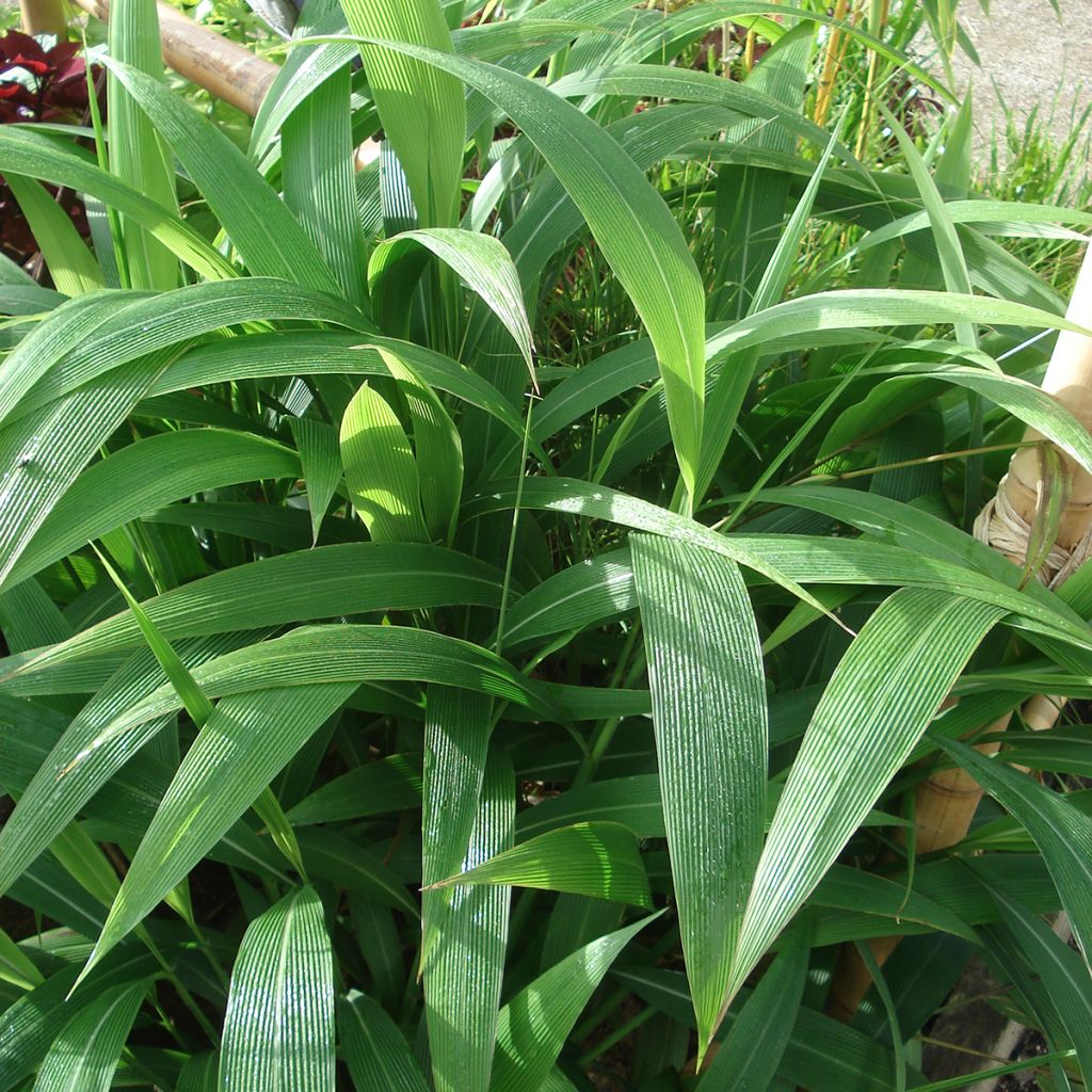 Setaria palmifolia - Herbe-palmier