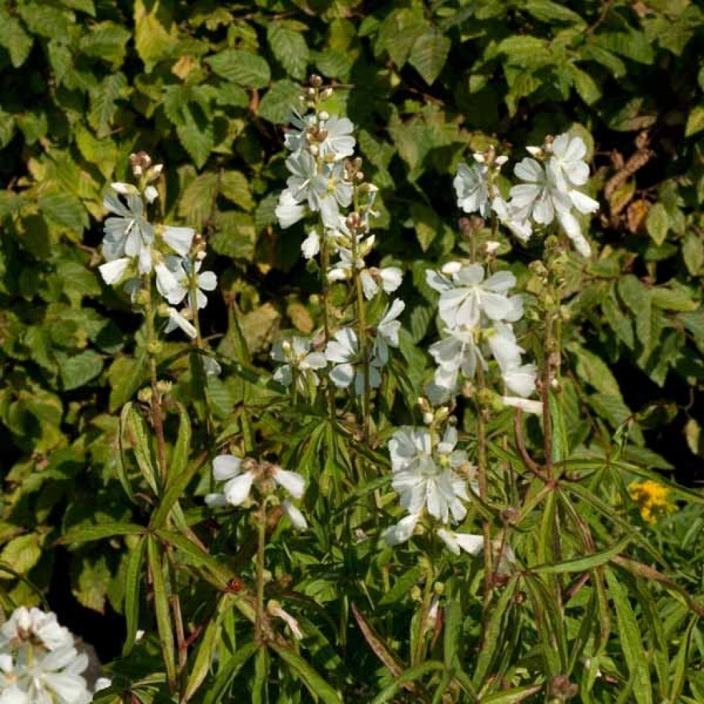 Sidalcea ou sidalcée candida