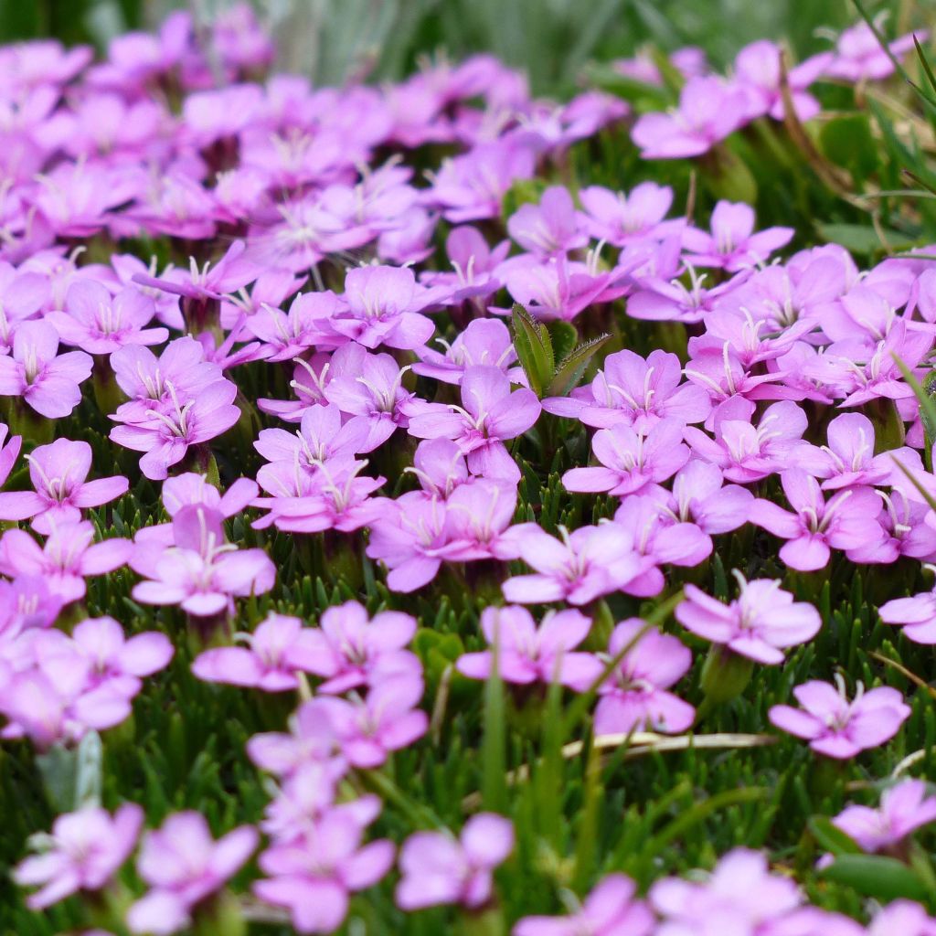 Silene acaulis - Silène acaule