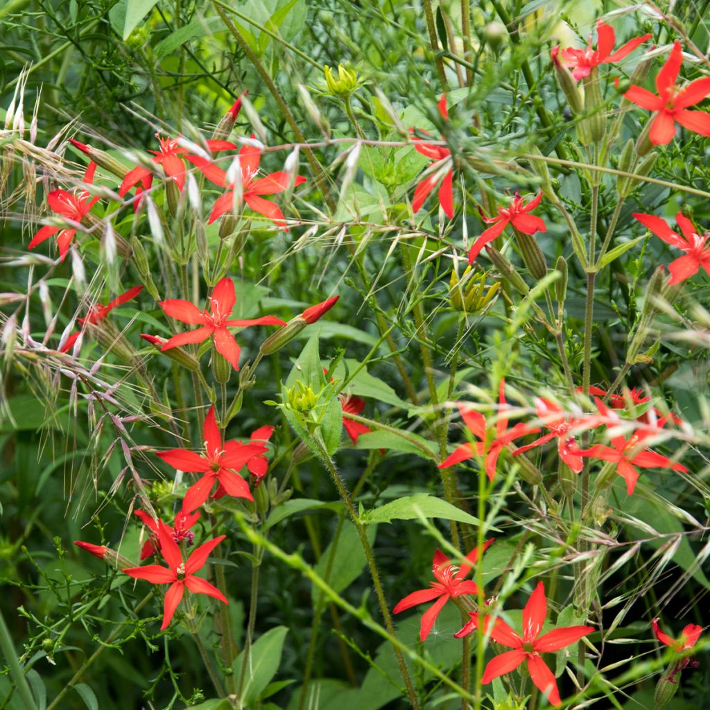 Silene regia - Silène royal