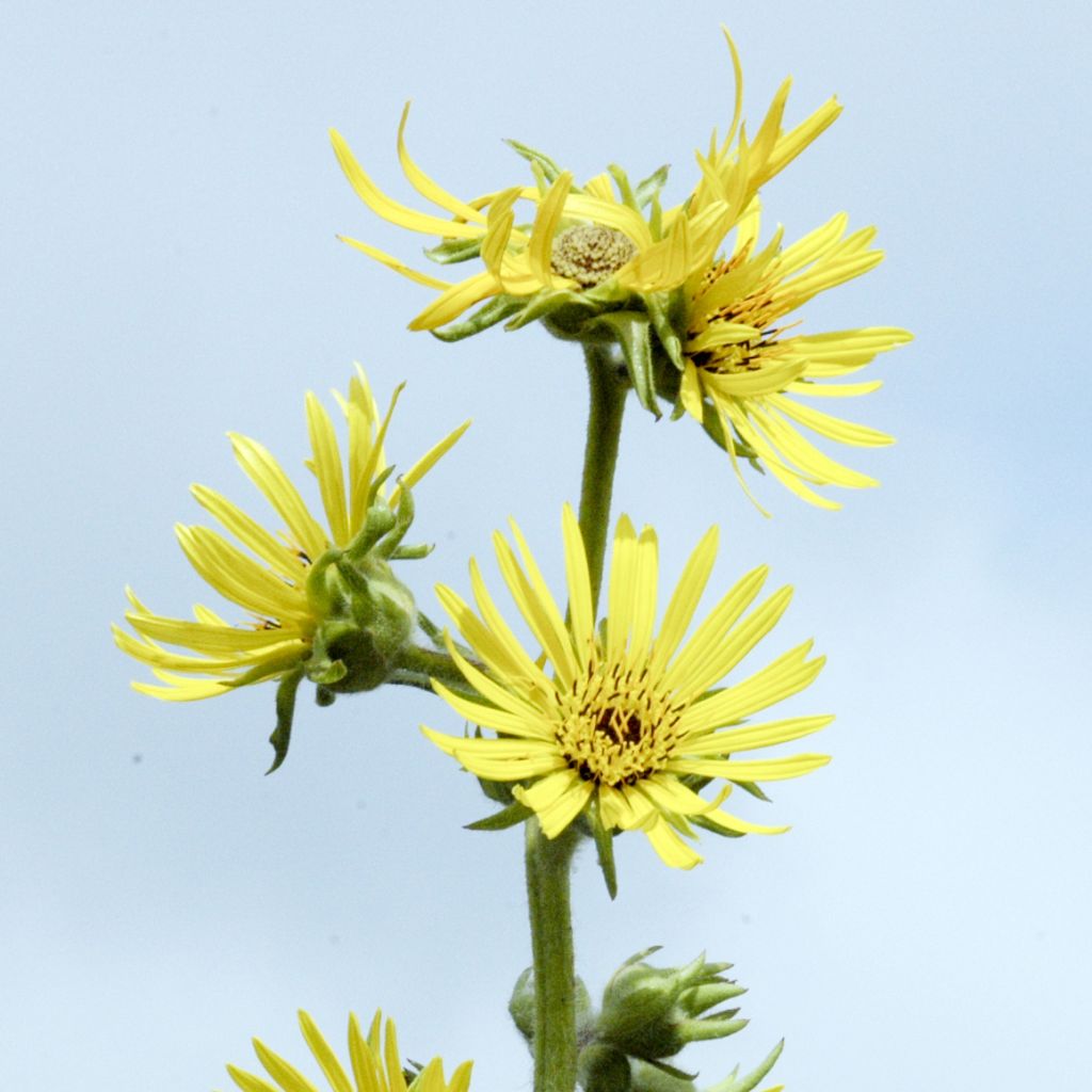 Silphium laciniatum - Plante boussole