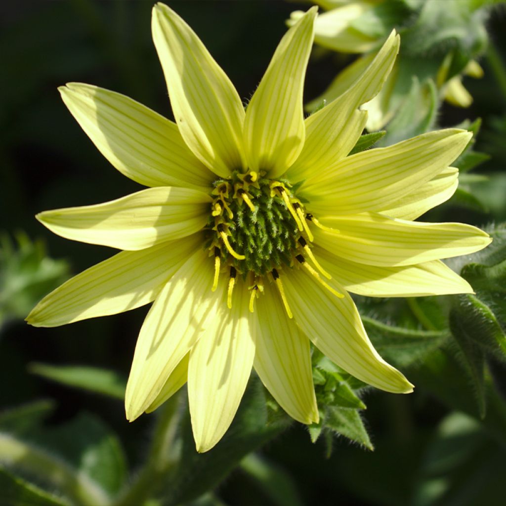 Silphium mohrii - Colophane de Mohr