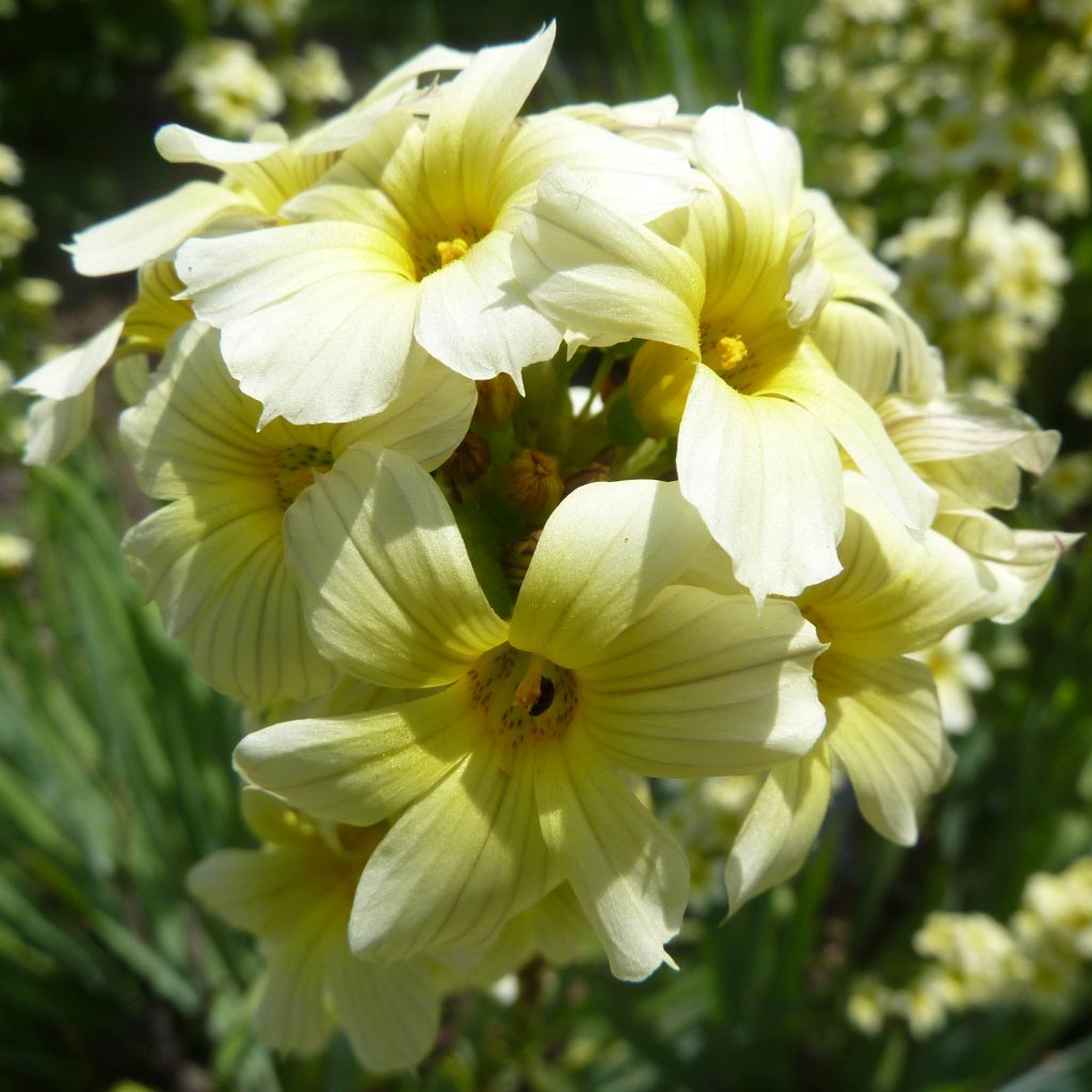 Sisyrinchium striatum Aunt May - Bermudienne  panachée